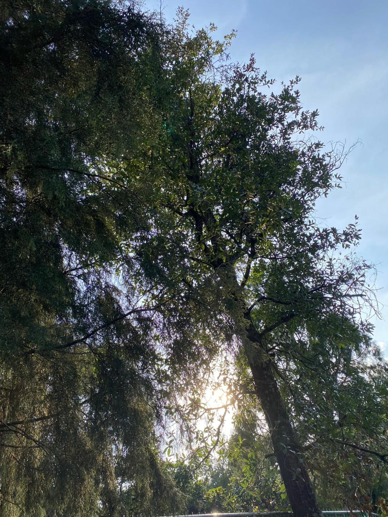 Cabanas Alpina, Romantica Y Acogedora A 10 Minutos Del Centro Tepoztlán Buitenkant foto